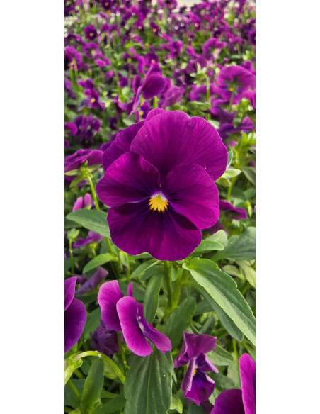 Veilchen VIOLETT - Schale mit 25 Frischblüten