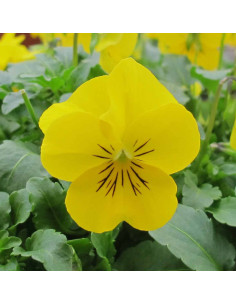 Veilchen Schale mit 25 Frischblüten (GELB) 2