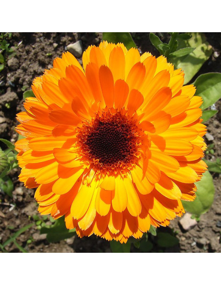 Ringelblume ORANGE - Schale mit 12 Frischblüten