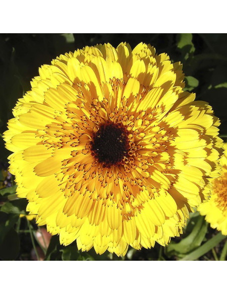 Ringelblume ORANGE - Schale mit 12 Frischblüten