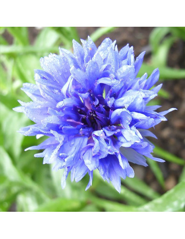 Kornblume BLAU - Schale mit 16 Frischblüten