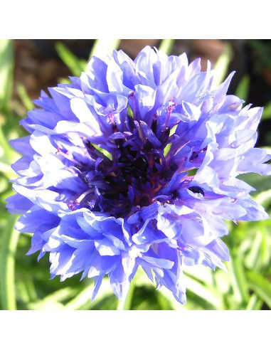 Kornblume BLAU - Schale mit 16 Frischblüten