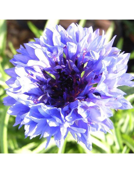 Kornblume BLAU - Schale mit 16 Frischblüten