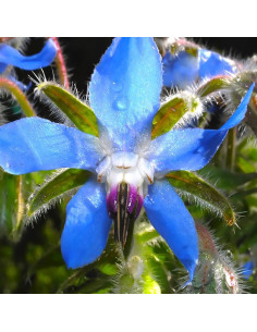 Borretsch BLAU - Schale mit 36 Frischblüten 2