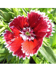 Nelken ROT/WEISS - Schale mit 25 Frischblüten