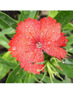 Nelken ROT/WEISS - Schale mit 25 Frischblüten 2