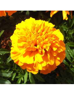 Tagetes GOLD - Schale mit 16 Blumen