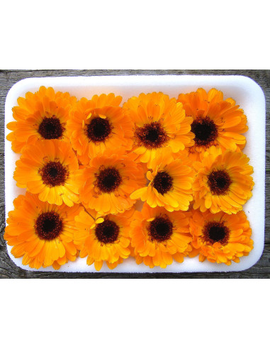 Ringelblume ORANGE - Schale mit 12 Frischblüten