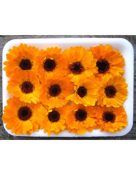 Ringelblume ORANGE - Schale mit 12 Frischblüten
