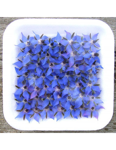 Borretsch BLAU - Schale mit 36 Frischblüten