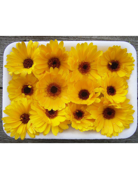 Ringelblume ORANGE - Schale mit 12 Frischblüten