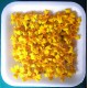 Zwergtagetes GOLD - Schale mit min. 30 Frischblüten