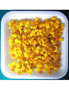Zwergtagetes GOLD - Schale mit min. 30 Frischblüten 2