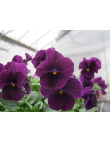 Veilchen VIOLETT - Schale mit 25 Frischblüten